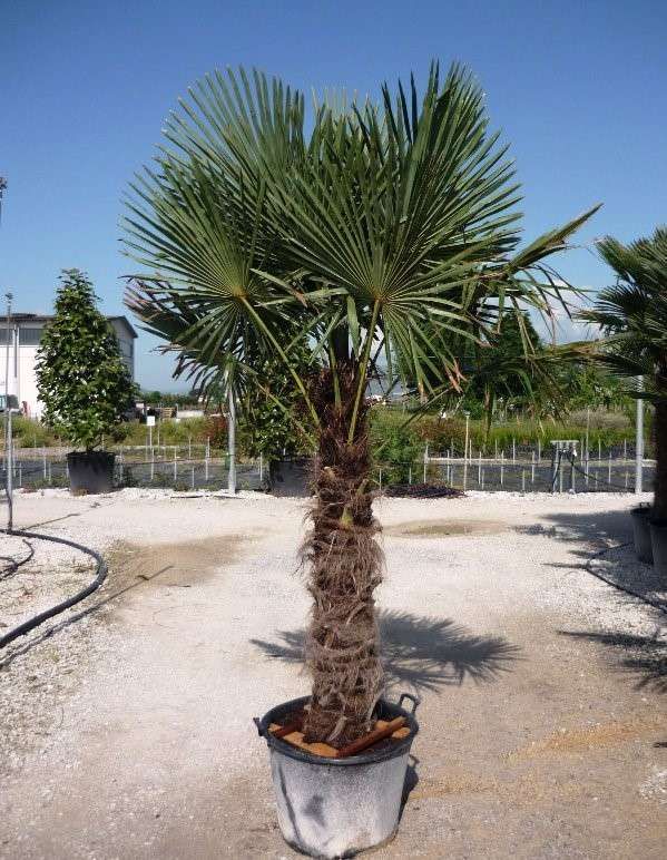 1612264053 Trachycaprus Fortunei clt 70 tronc 120 140 ht 200 250 ef2b4c12
