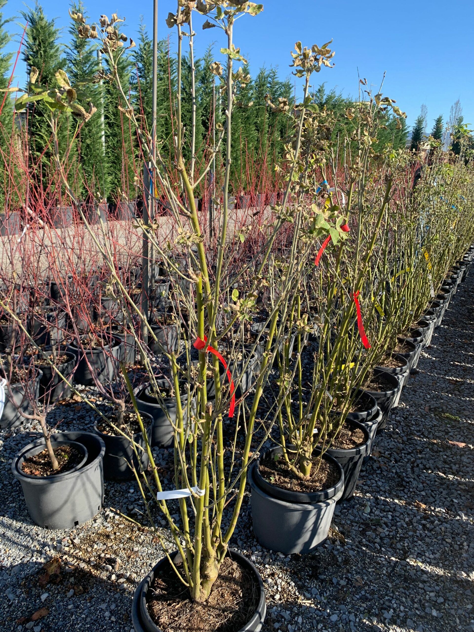 1638875126 scaled efed67c4