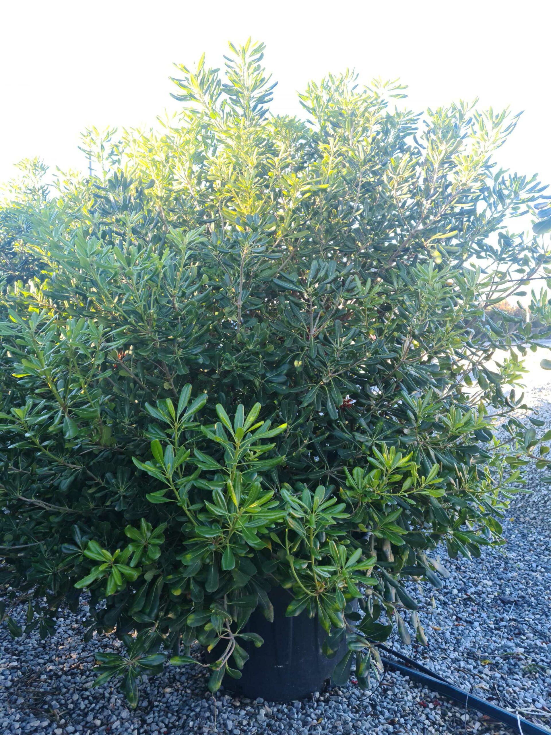 1639662074 scaled ef44788c