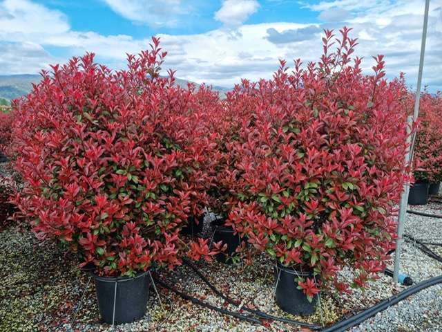 1682669201 Photinia Carr rouge clt35 160 180 ef5d17fb