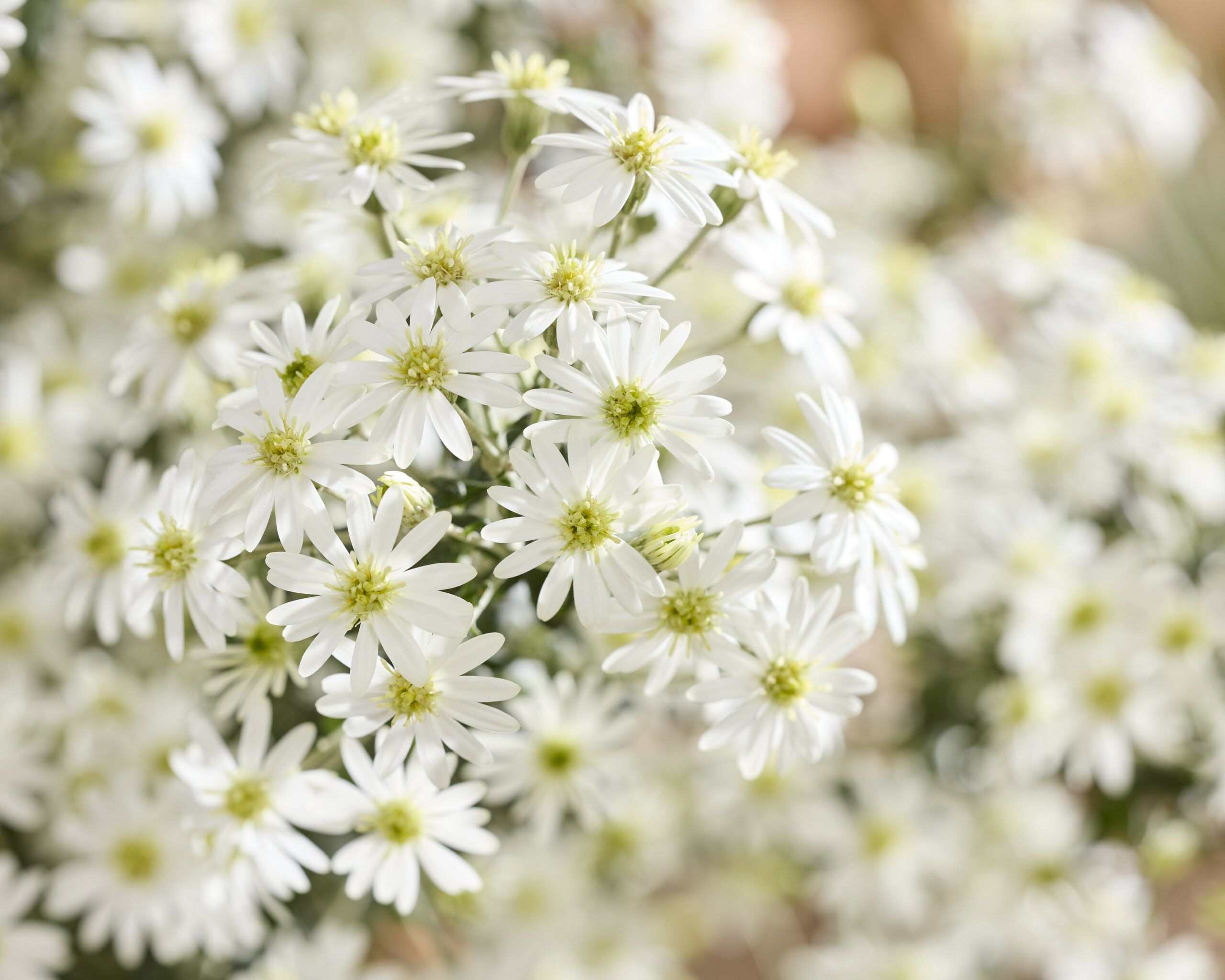 Olearia Spring Bling 31 1 scaled ef1af7b6