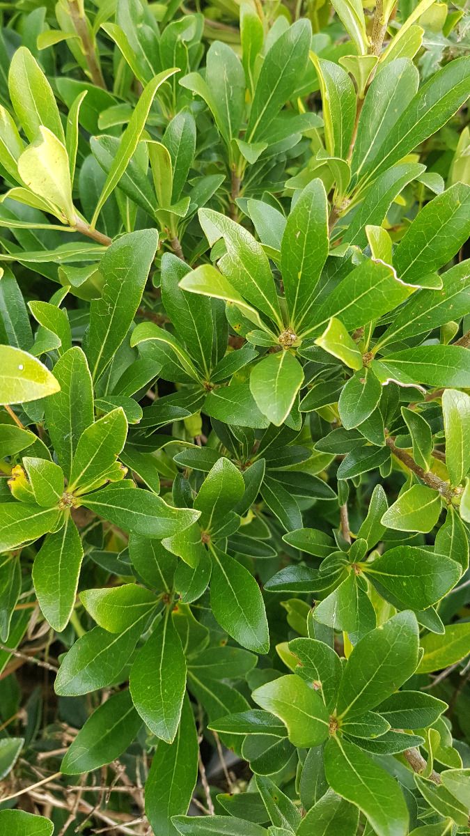 pittosporum x little hedge feuillage eff140c9
