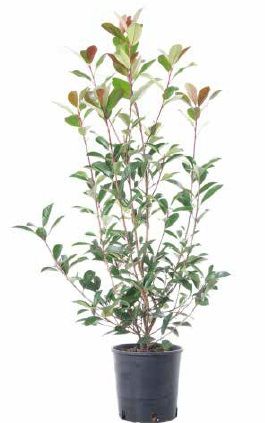 1614102039 phtfrrrc5 f08c97fb