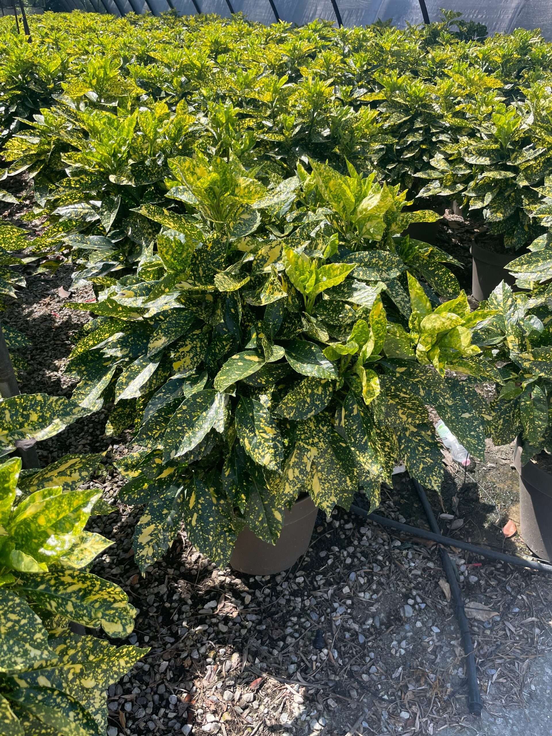 1692872488 scaled f0ab405e