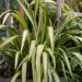 phormium tenax lemon spritzer 2 f0df7b88