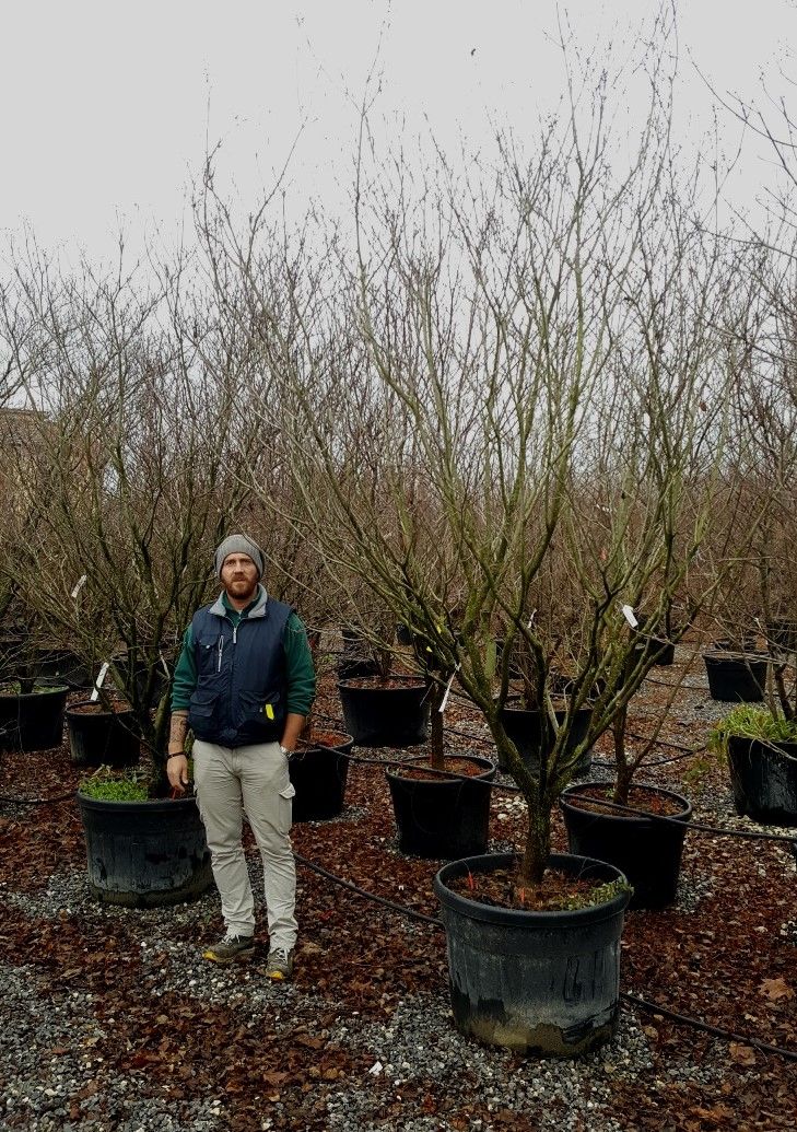 1611299950 Cornus Florida Rubra 300 350 c180 f172a1dd