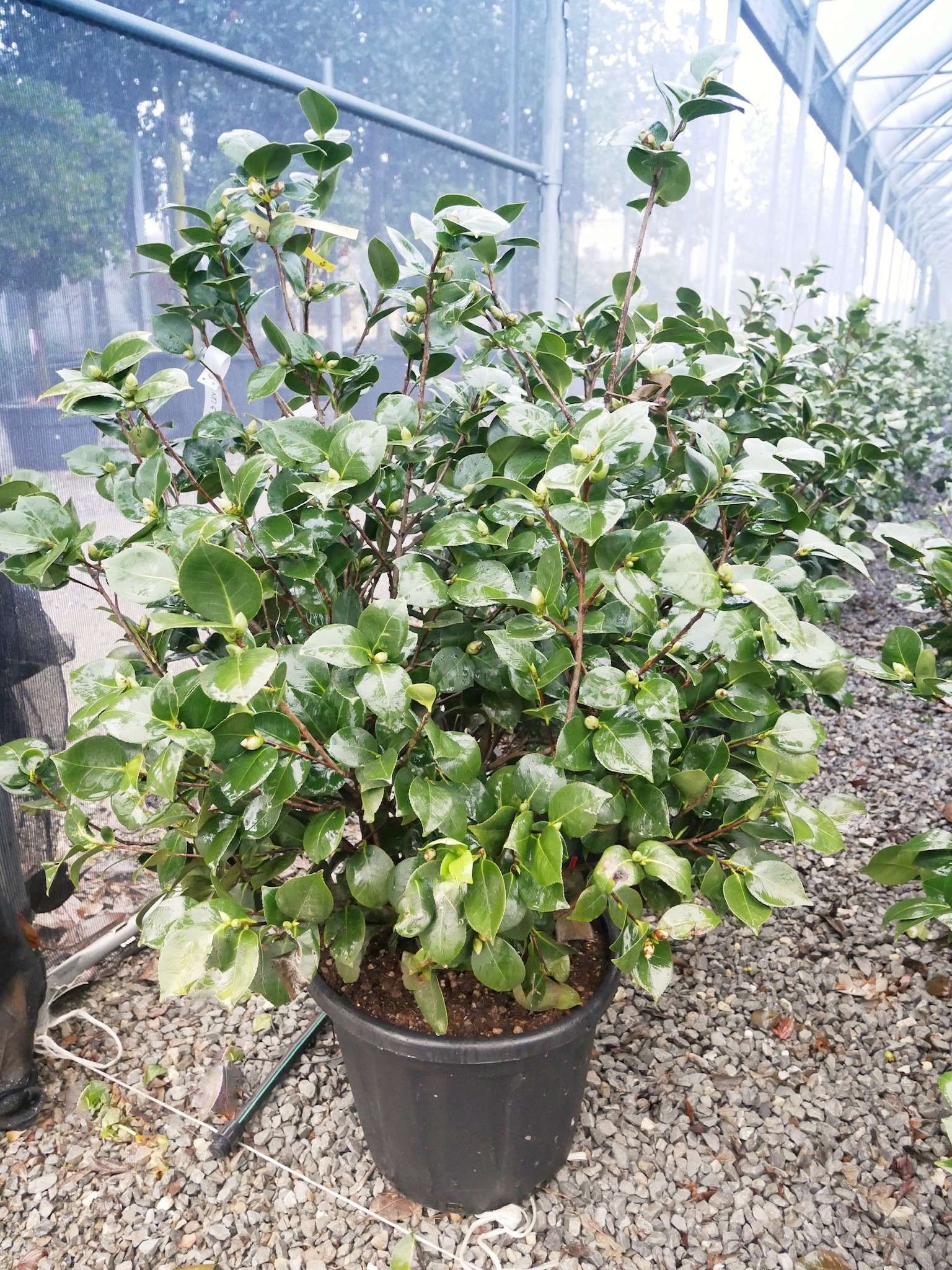 1614154836 3 Camellia japonica Alba Compacta Blanc New Clt 25 30 080 100 f16fed10