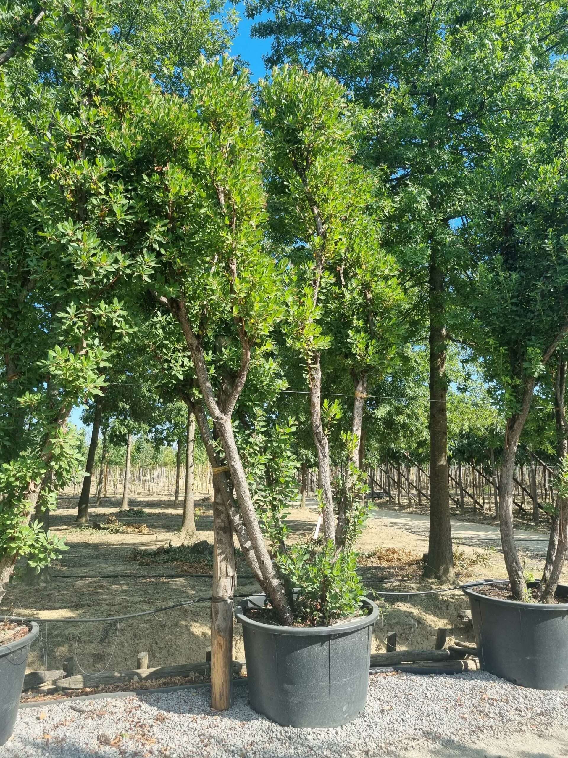 1692801460 scaled f15233ae