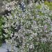 Philadelphus Petite Perfume Pink 12 scaled f11a47d1