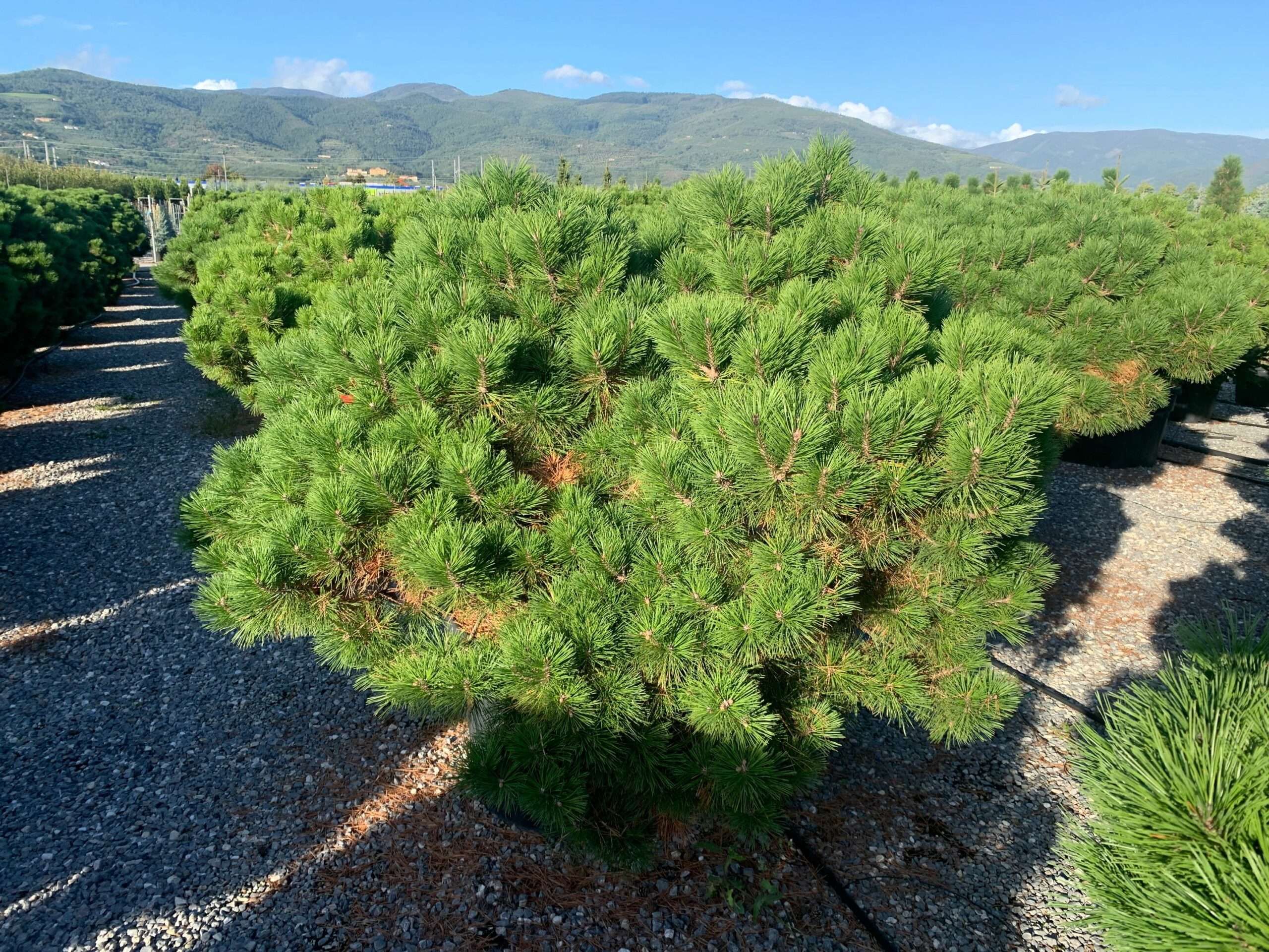 1633532529 scaled f2d7063d