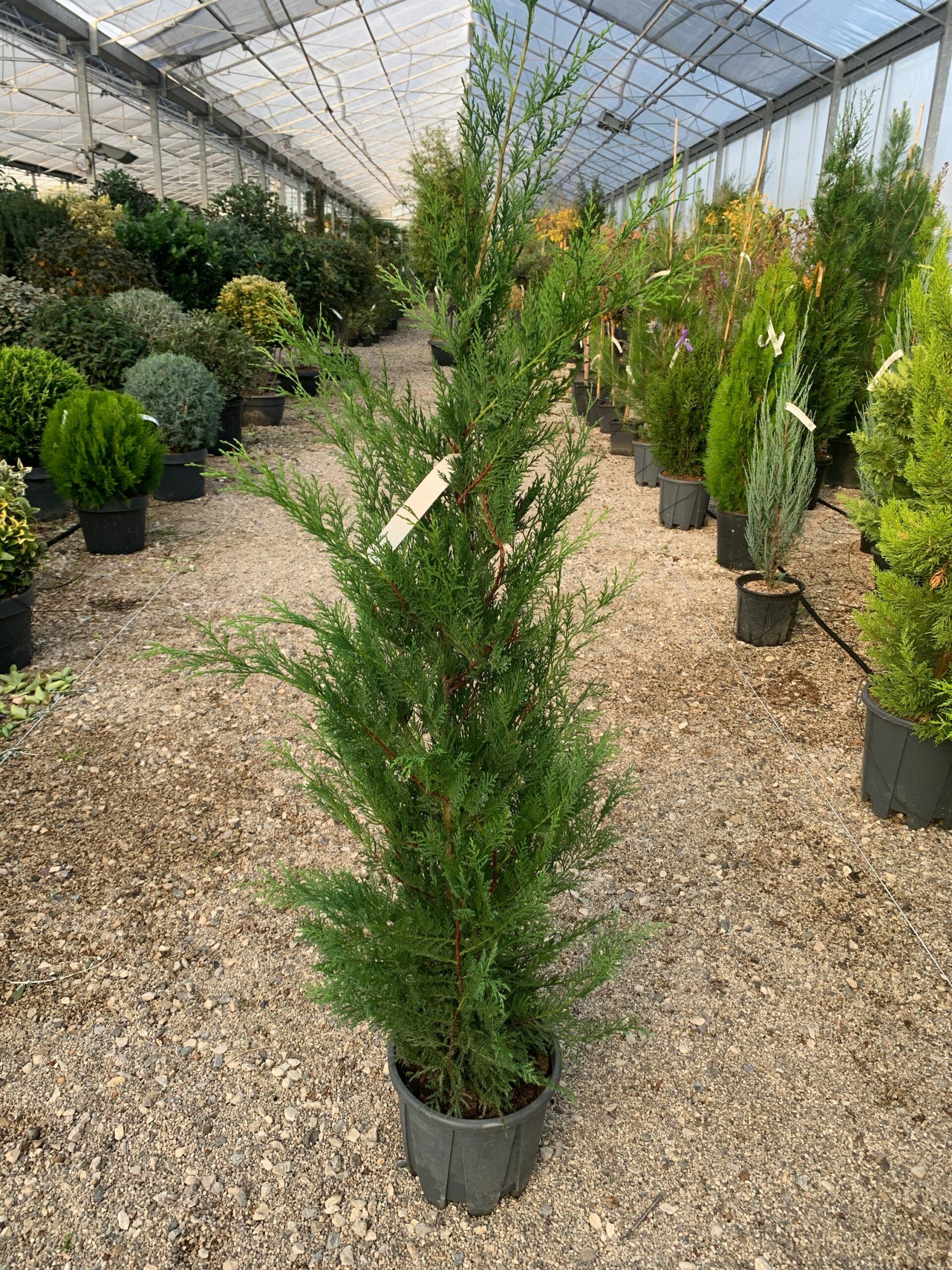 1637242452 scaled f2d4625c