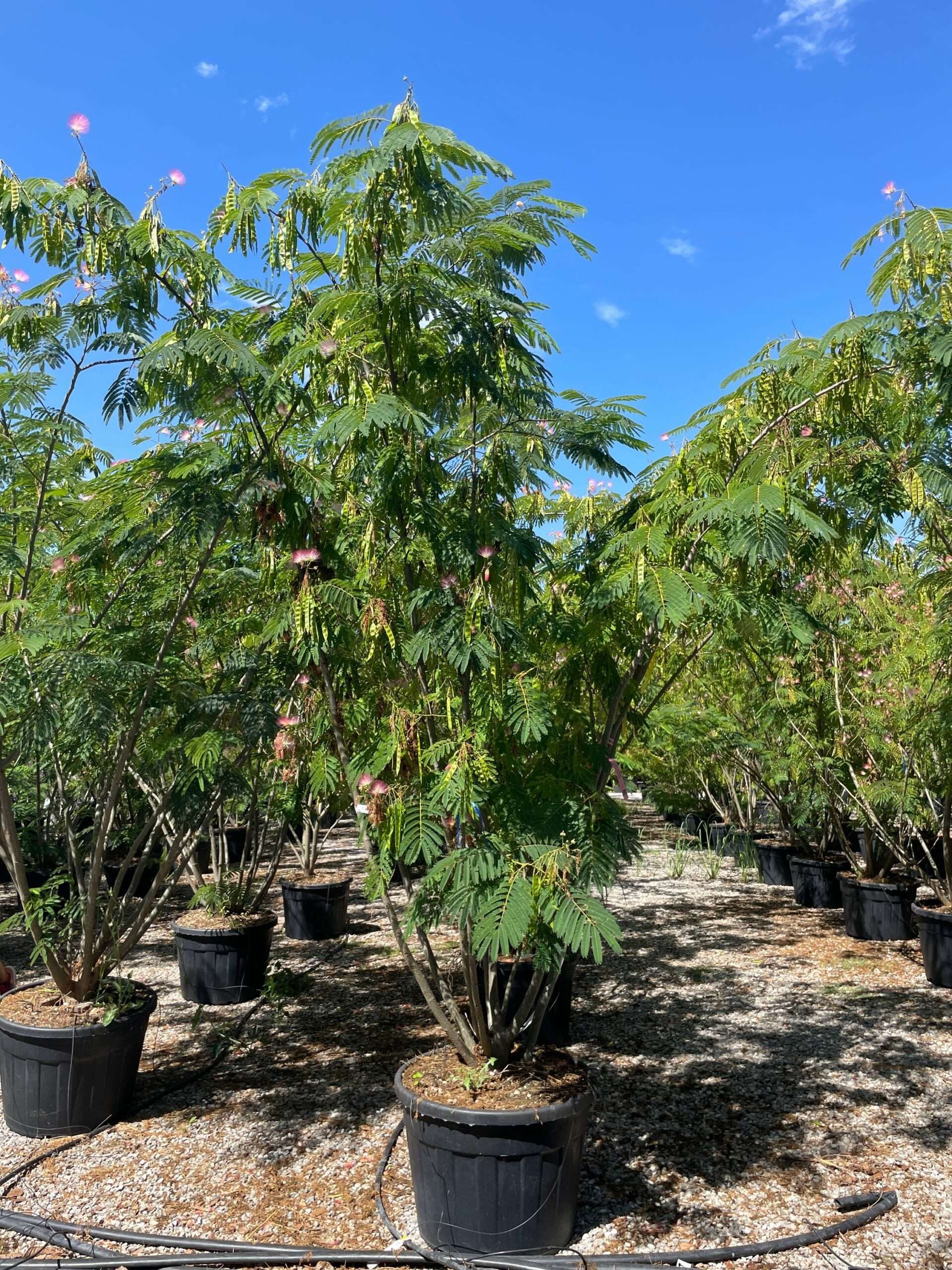 1691400210 scaled f2d9c235