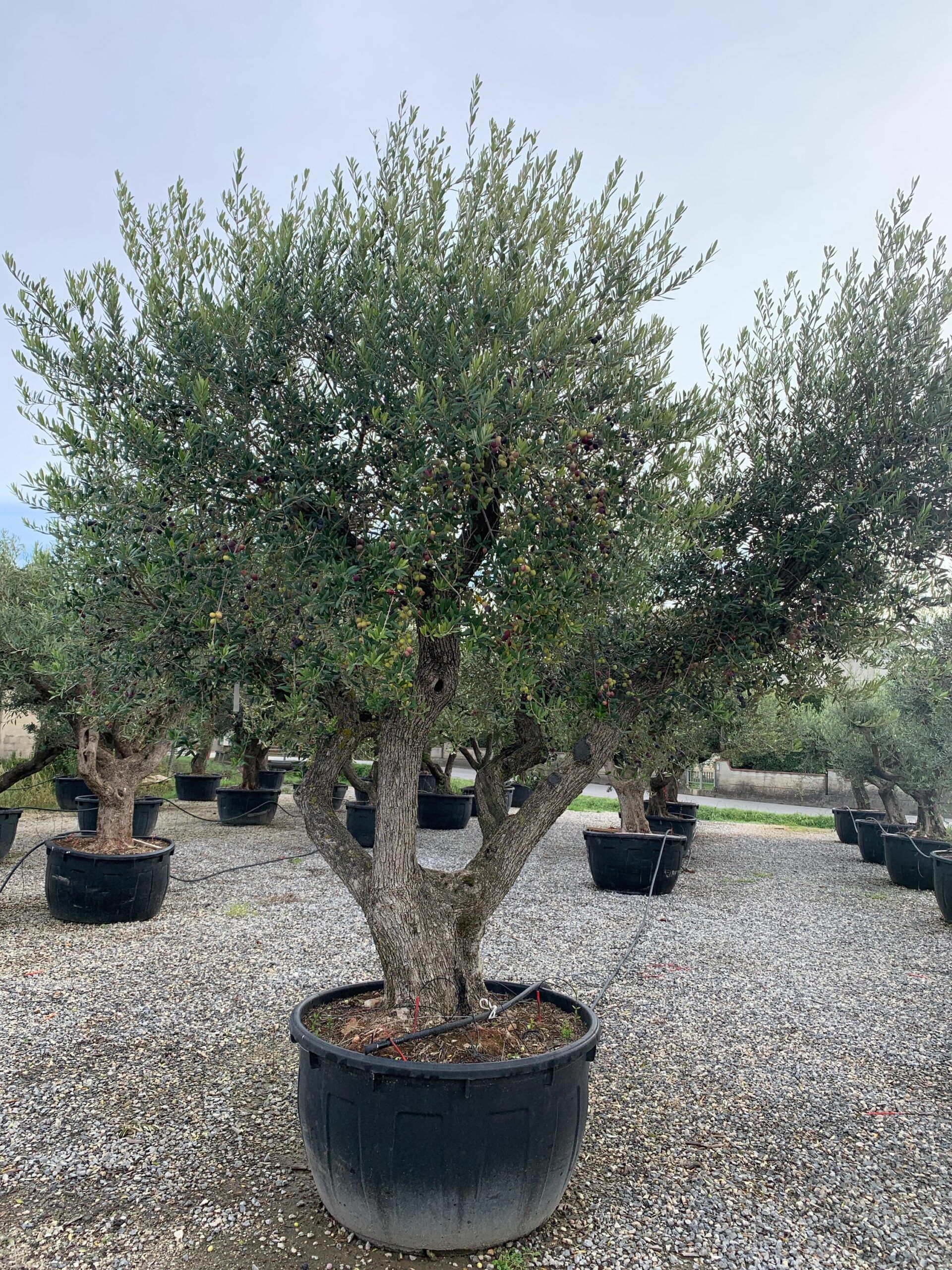 1636101867 scaled f3cea149