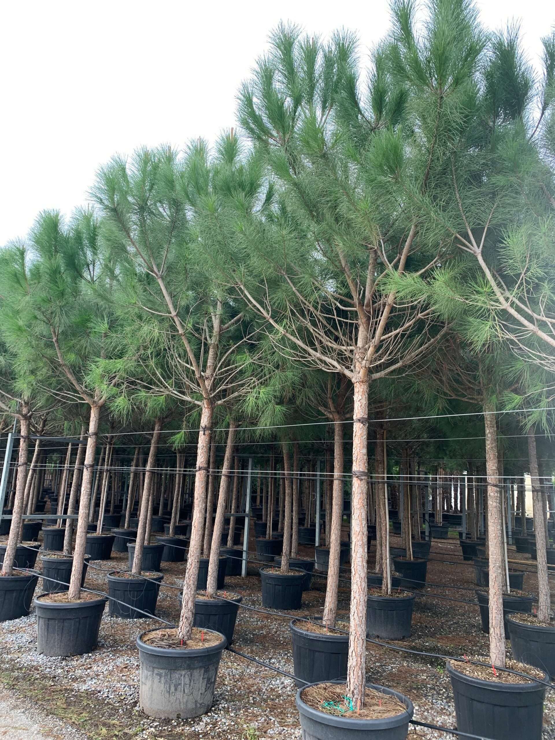 1636102523 scaled f3acd8d9