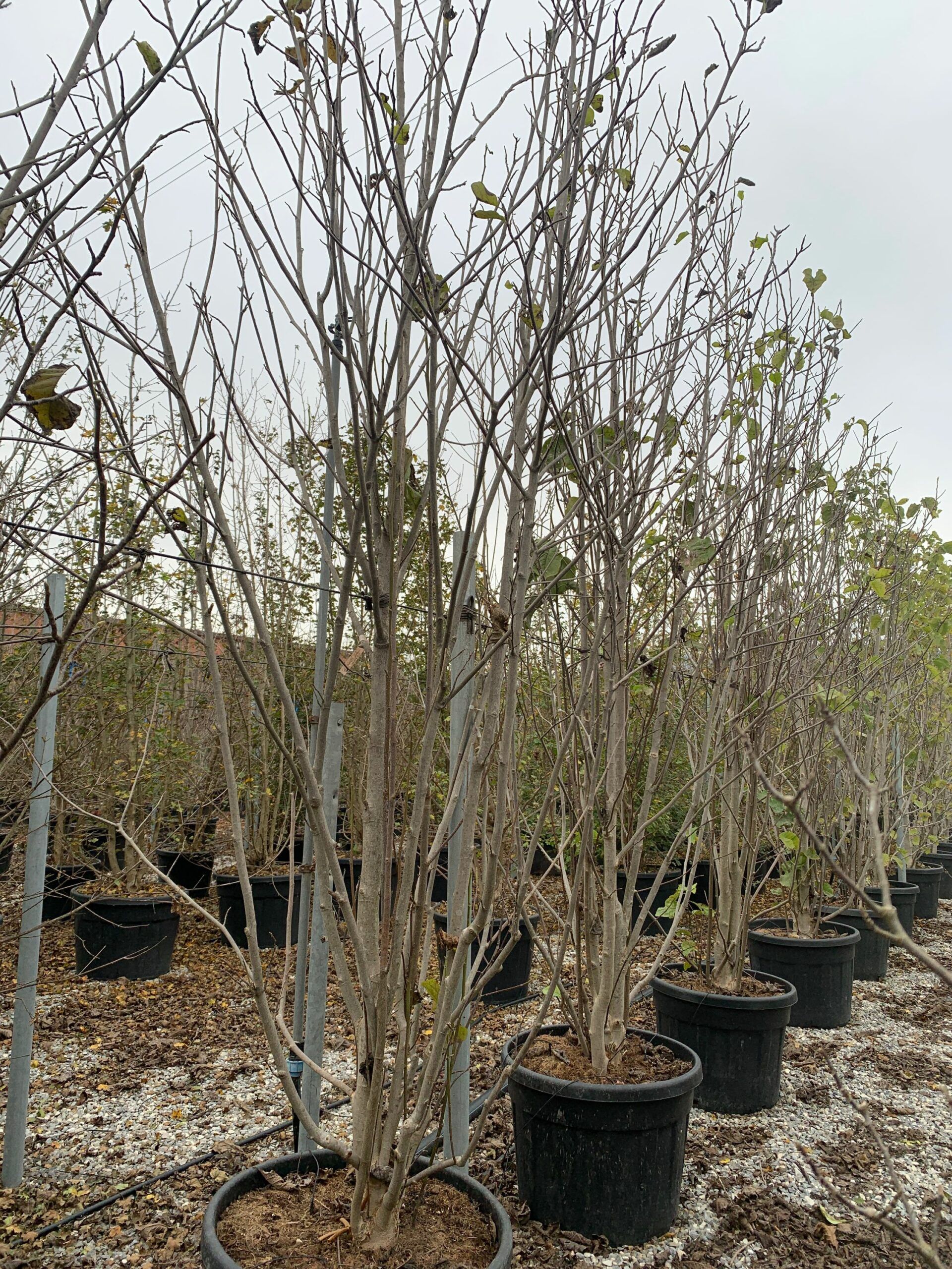 1636123597 scaled f332b51a