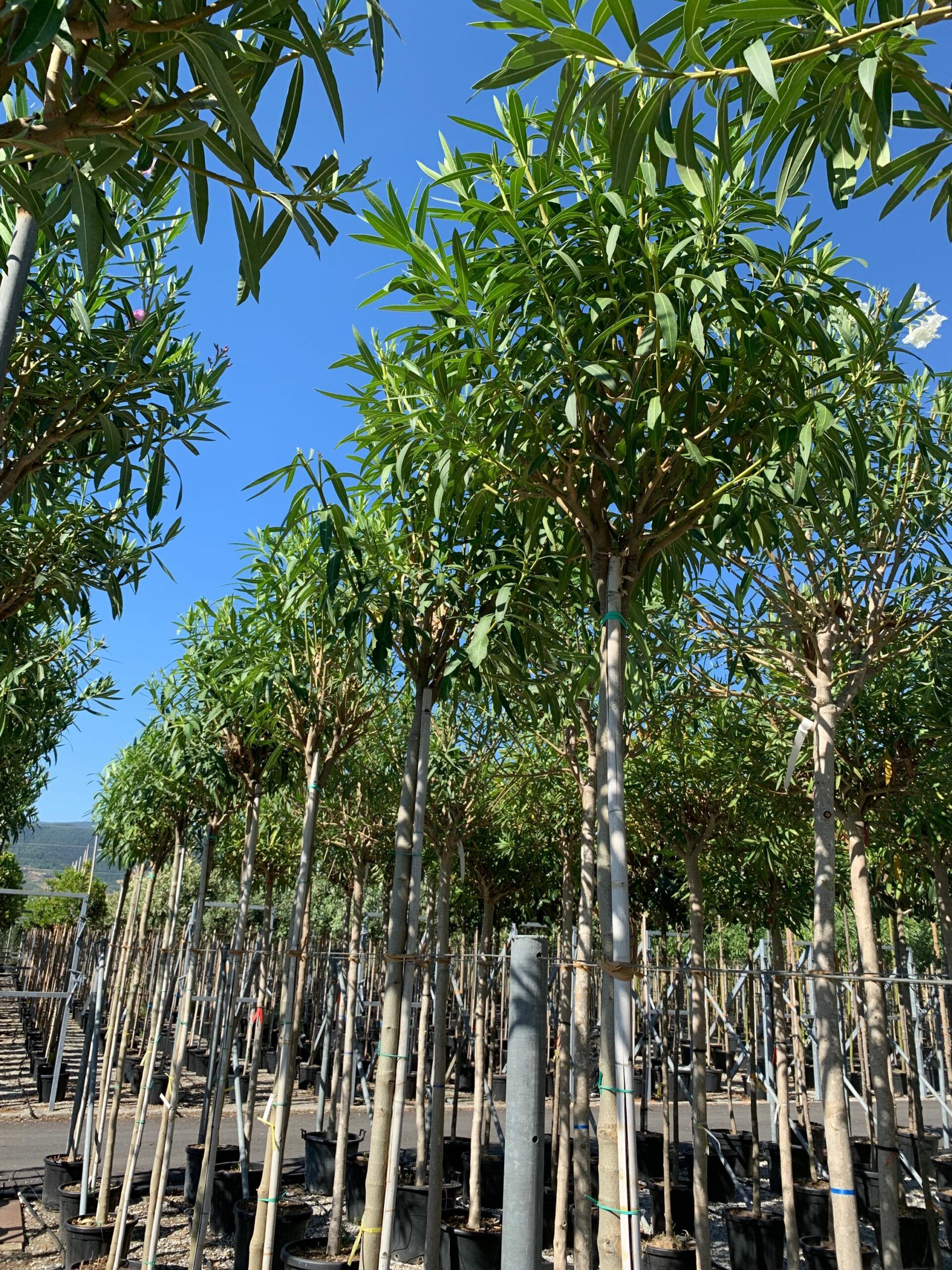 1657897651 scaled f303dd0b