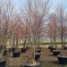 1680852777 Tilia cordata winter orange new clt 285 400 450 Mehrst mmig scaled f38a4469