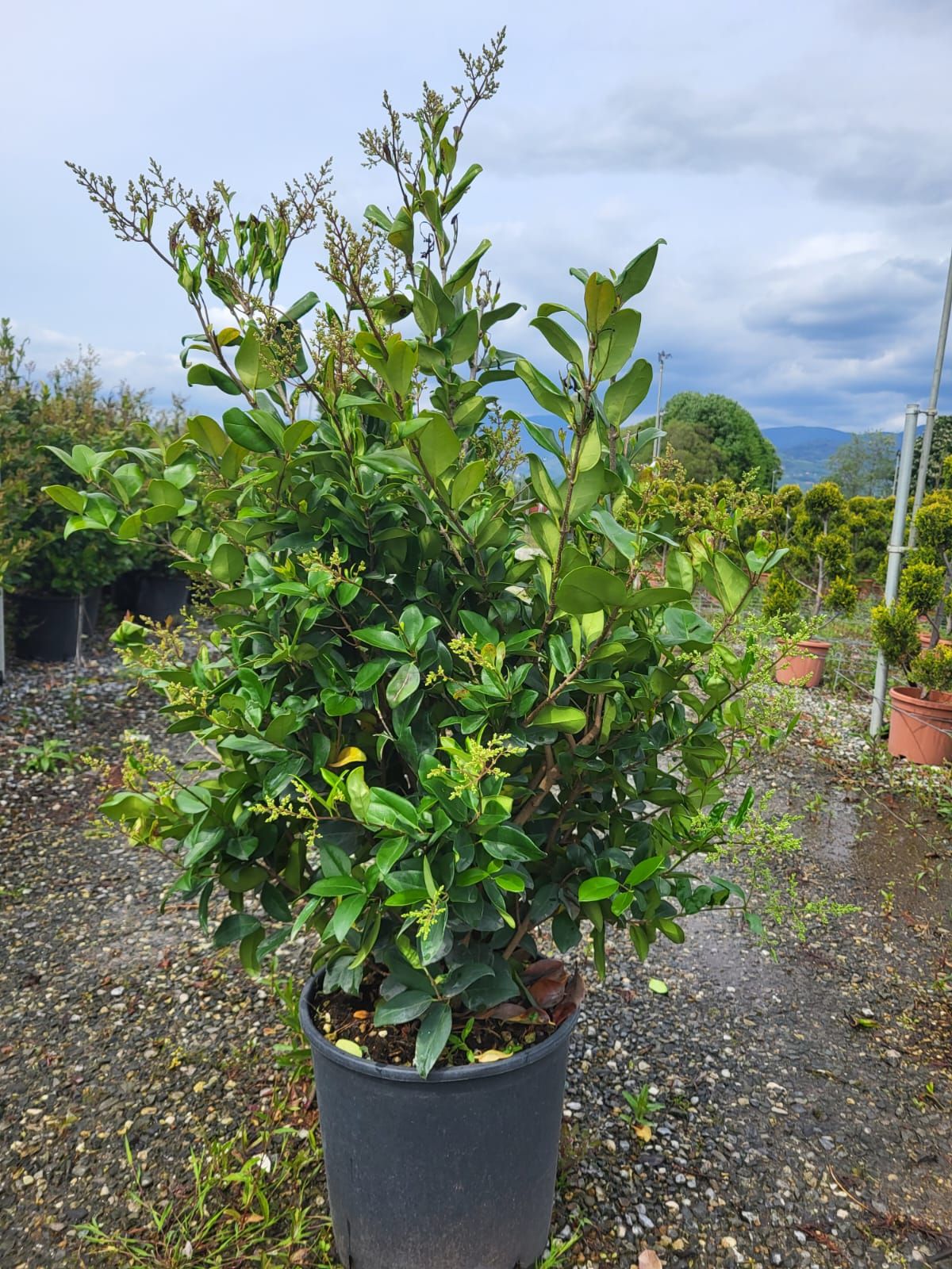 1683003465 texanum f35e5f53