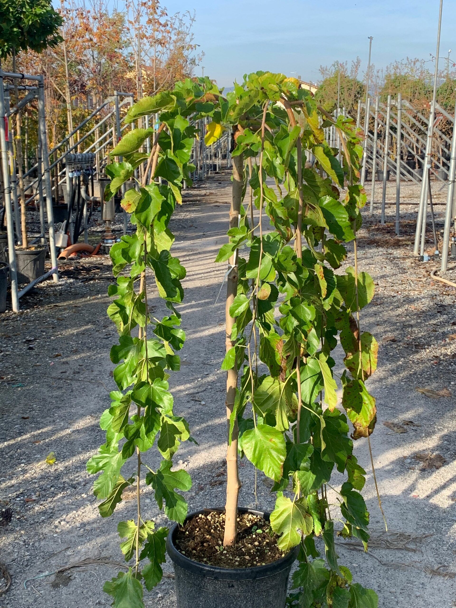 1635493415 scaled f42aabc9