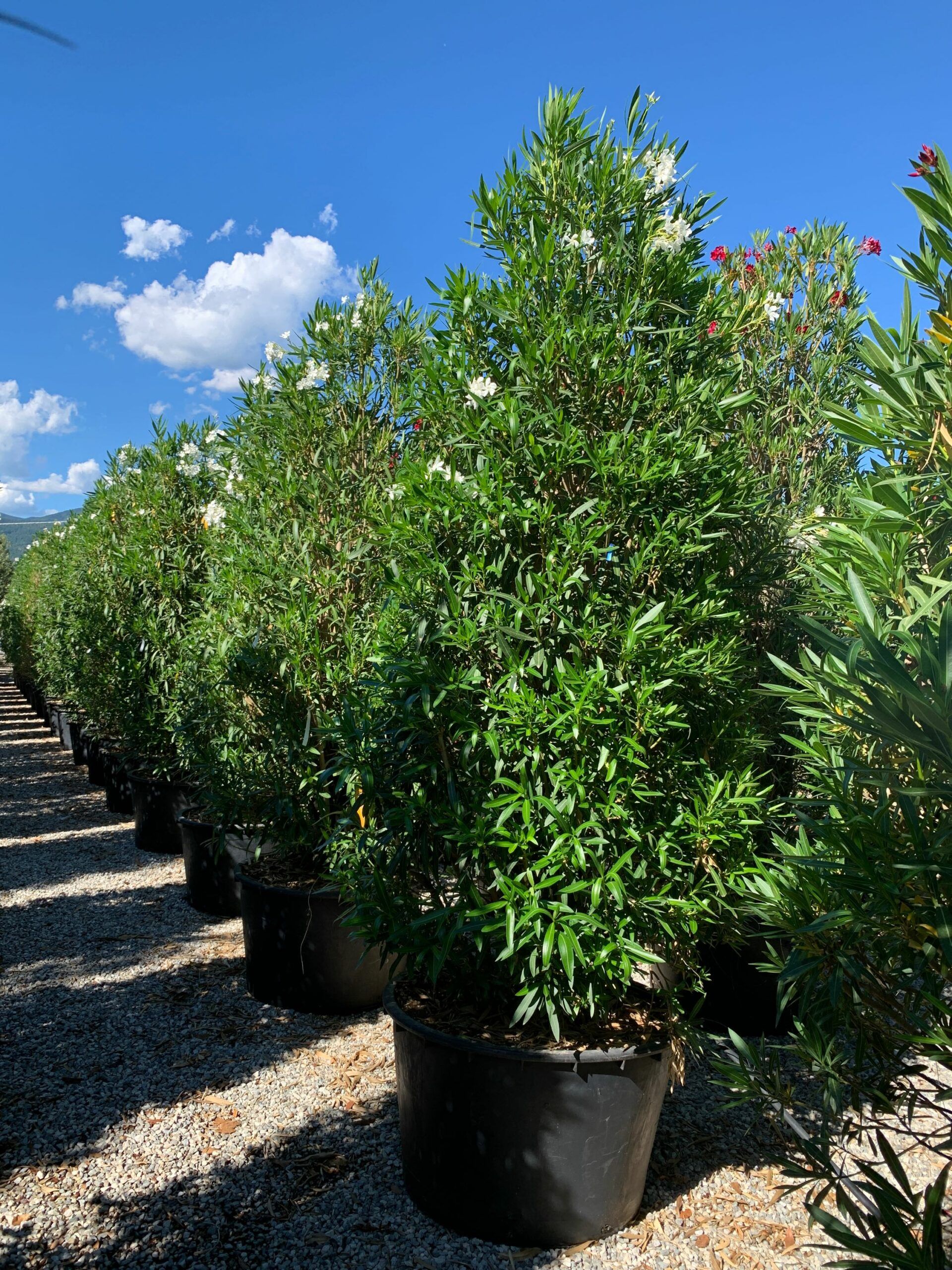 1657292845 scaled f42ff5cf