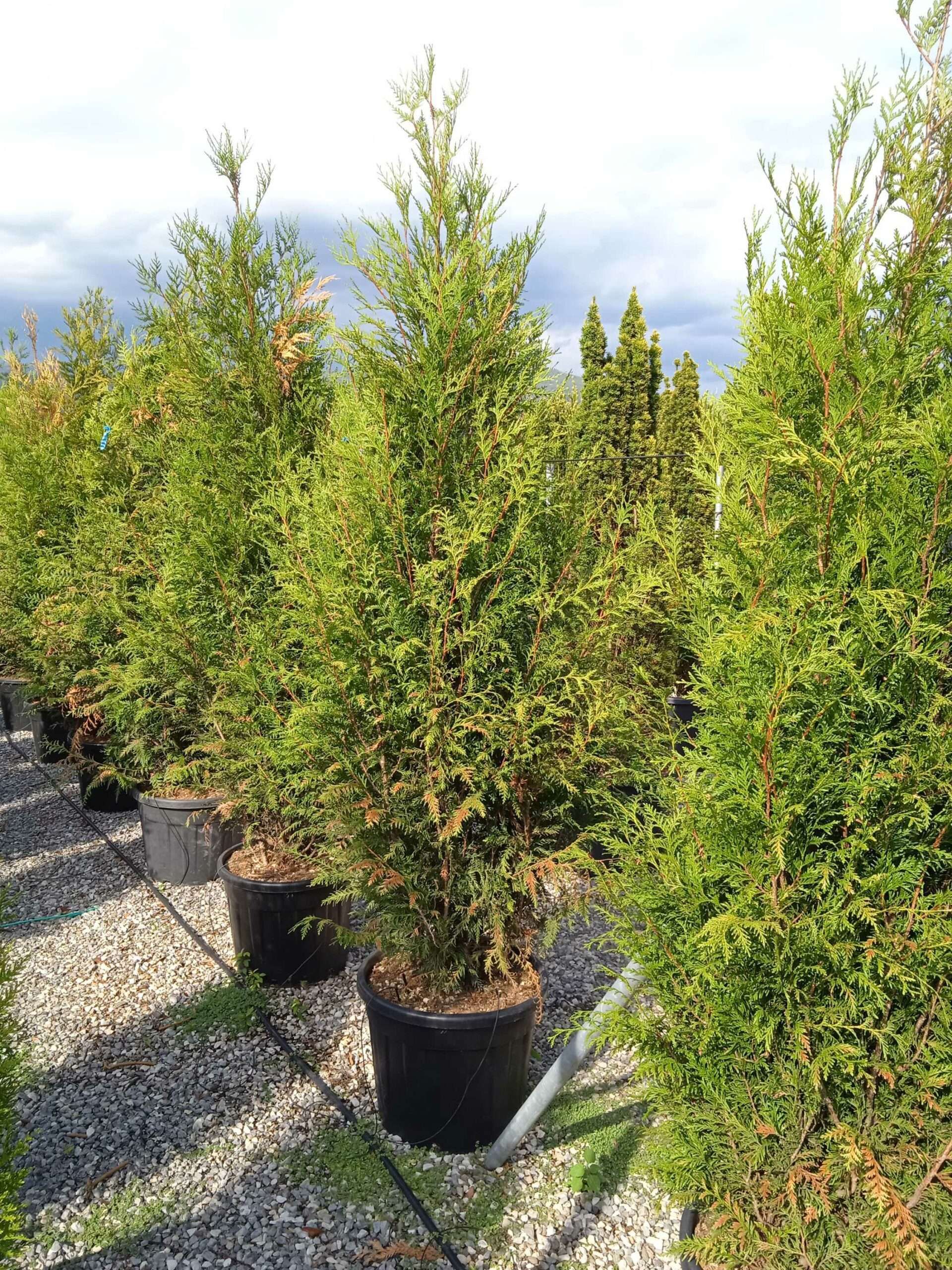 1662128773 scaled f4bcb4d1