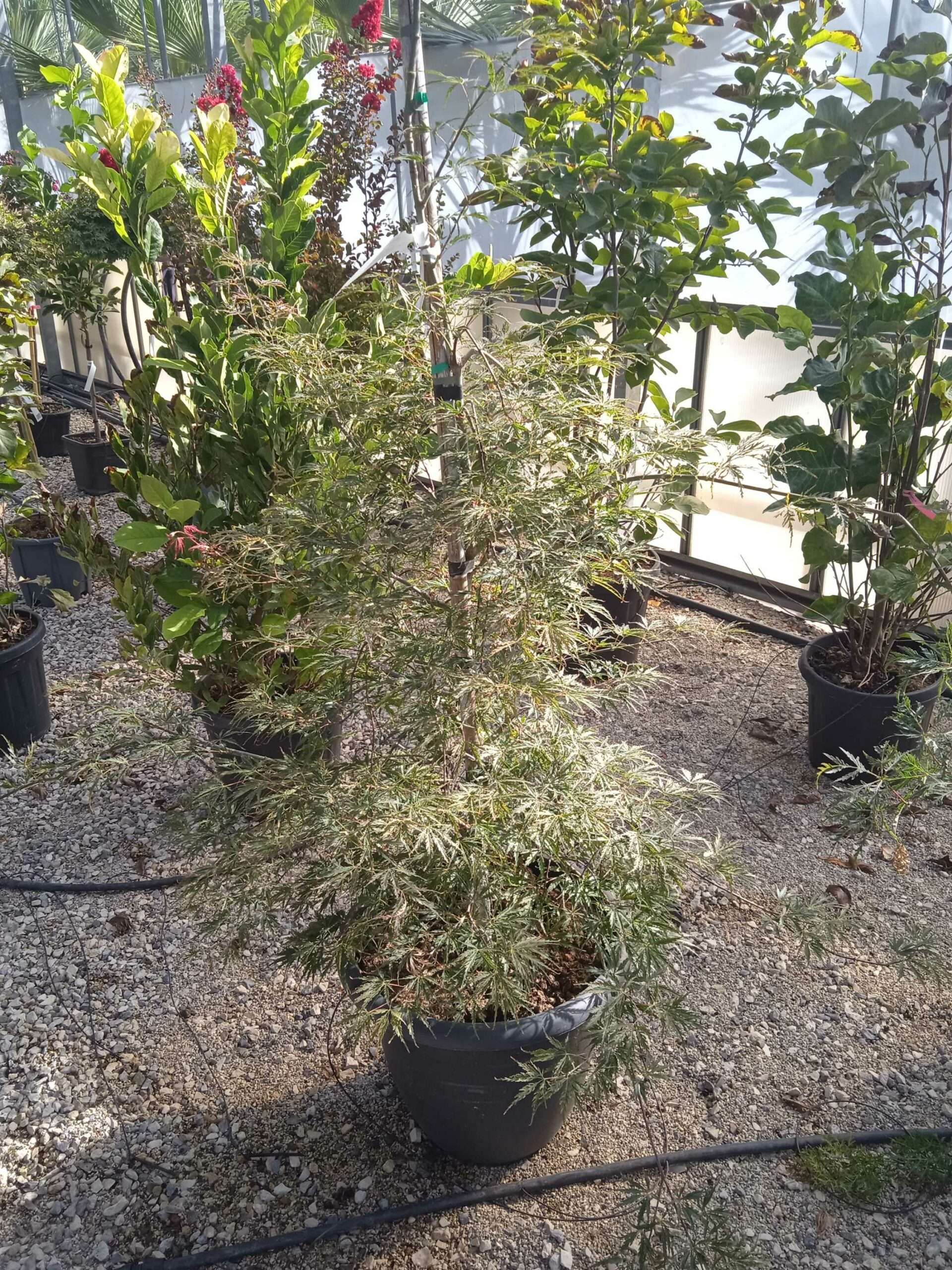 1662364903 scaled f43d7ffd