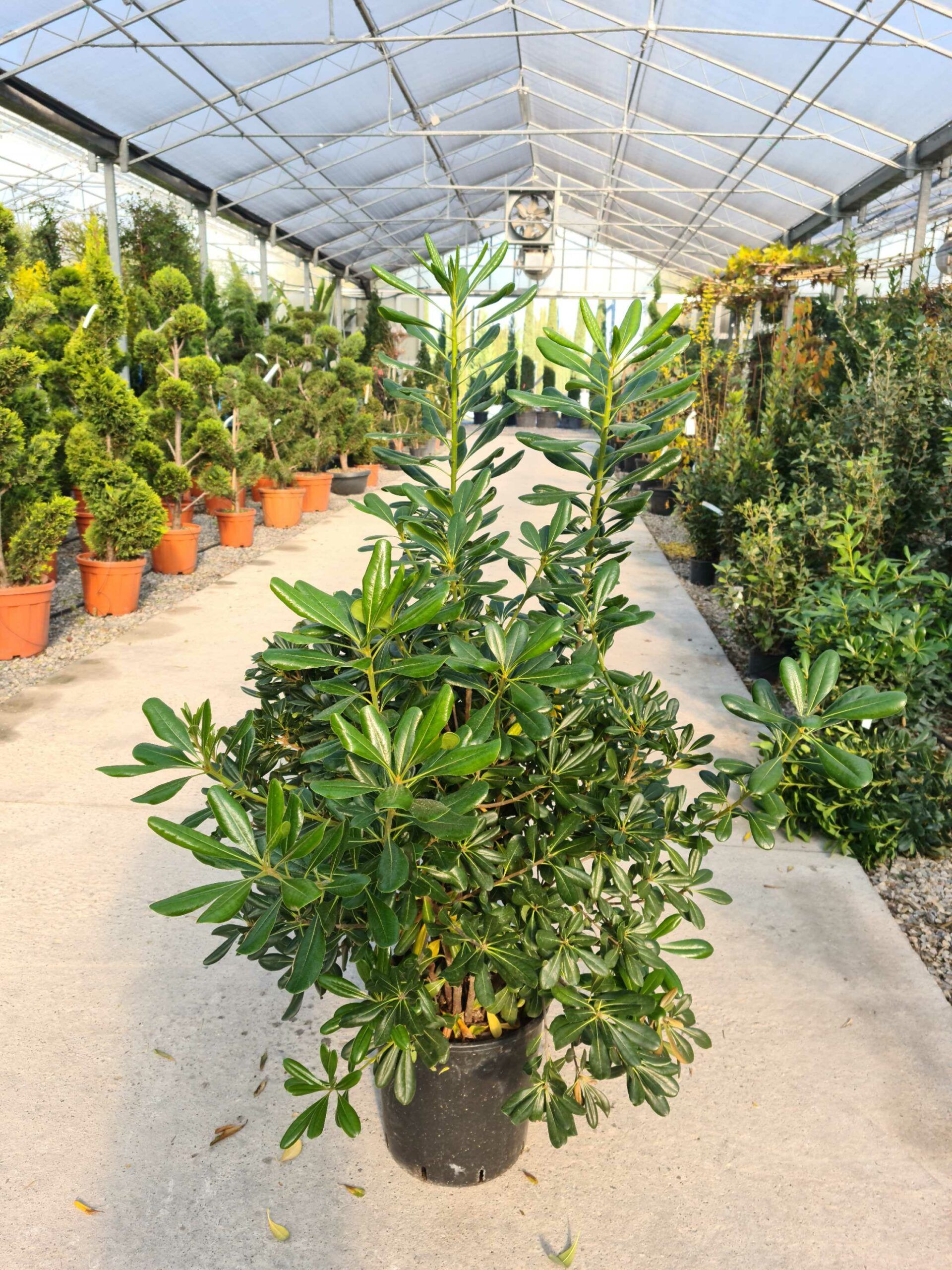 1639478364 scaled f554d9e4