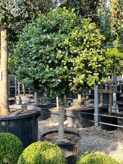 1661589471 NELLIE 20 25 120 140 f54122fa