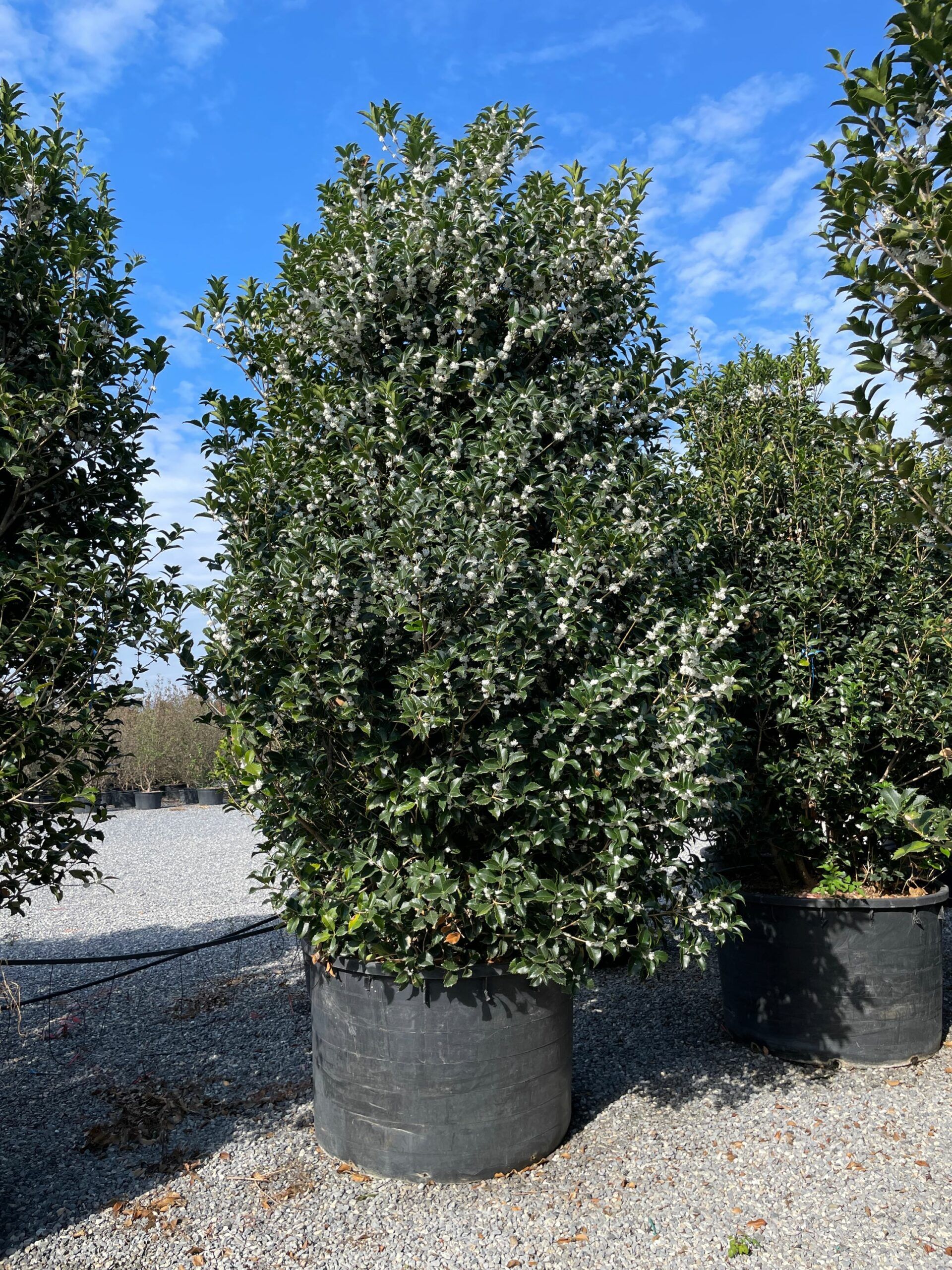 1665306719 scaled f554f2a6