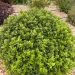 PITTOSPORUM tenuifolium 'Beach Ball' ®