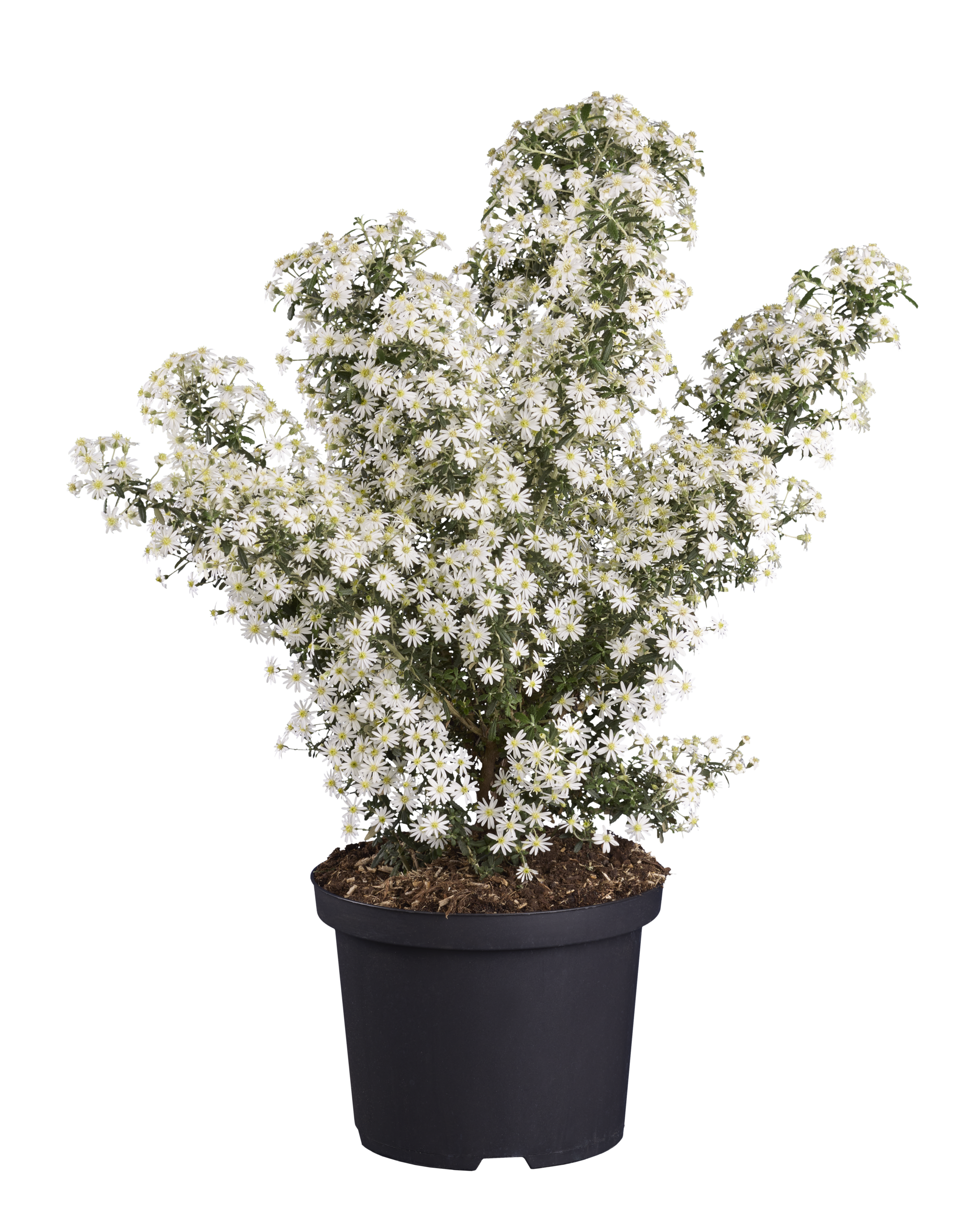 Olearia Spring Bling 1 scaled f5d2ac95
