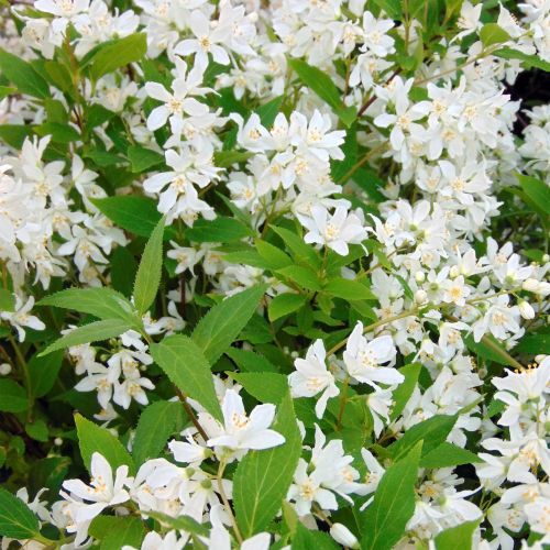 DEUTZIA 'Yuki Snowflake' ®