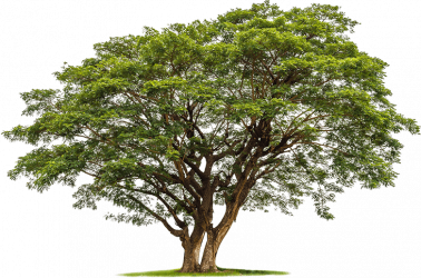large specimen f57ddcf7