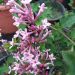 SYRINGA bloomerang 'Pink Perfume' ®