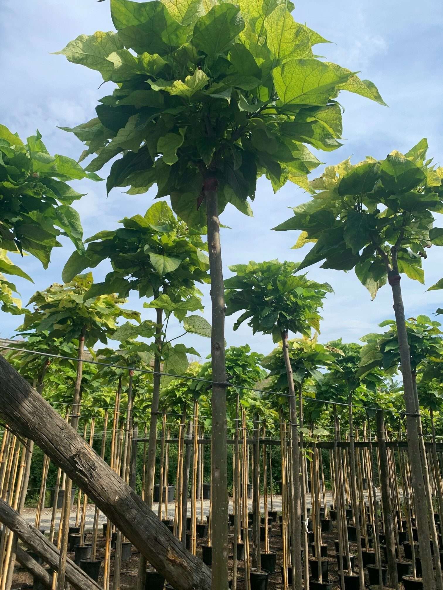 1603098019 rotated f6c18b84