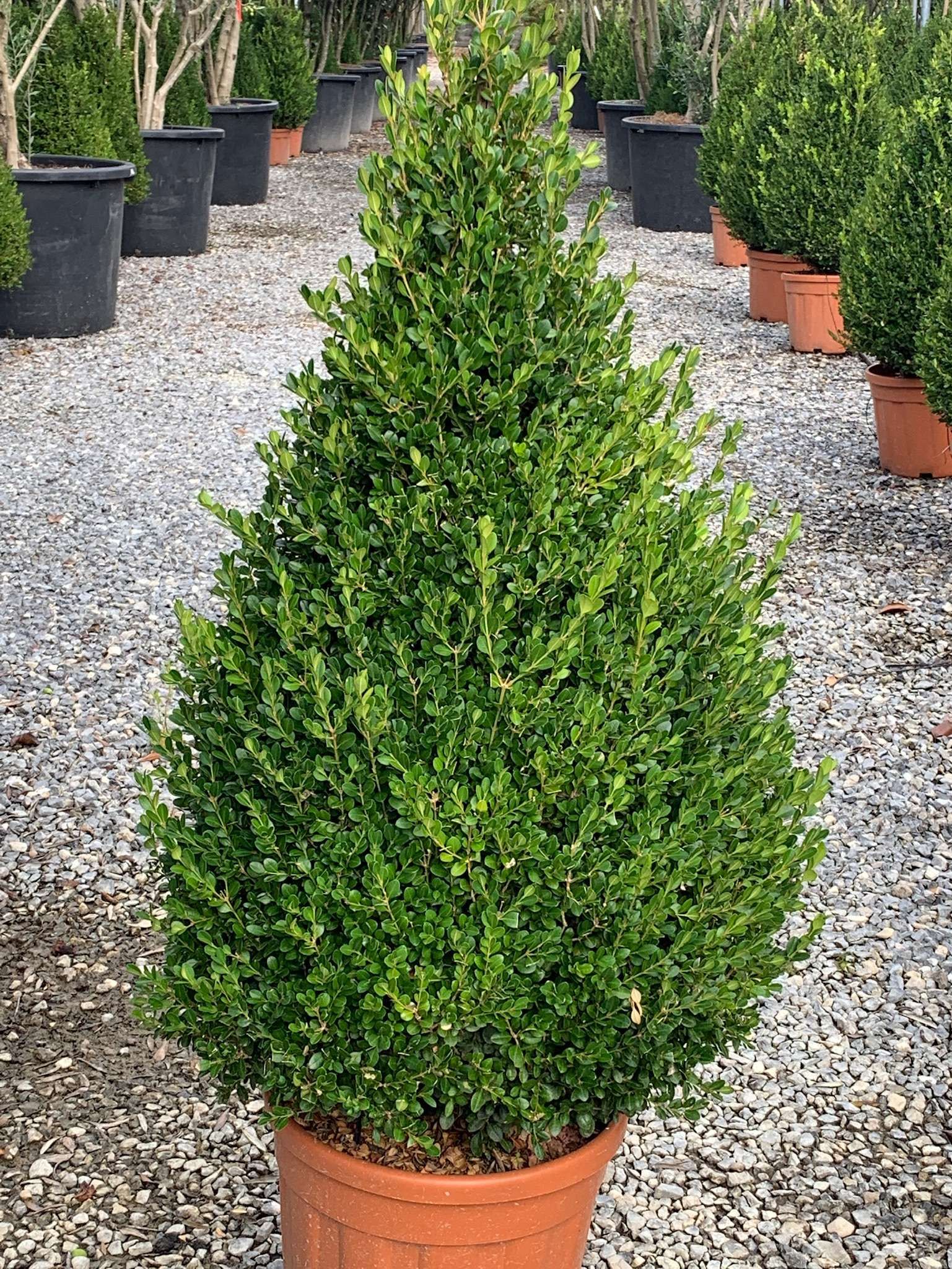 1614165311 4 Buxus microphylla Faulkner Clt 20 090 100 Cone 48 00 f68e7e7b