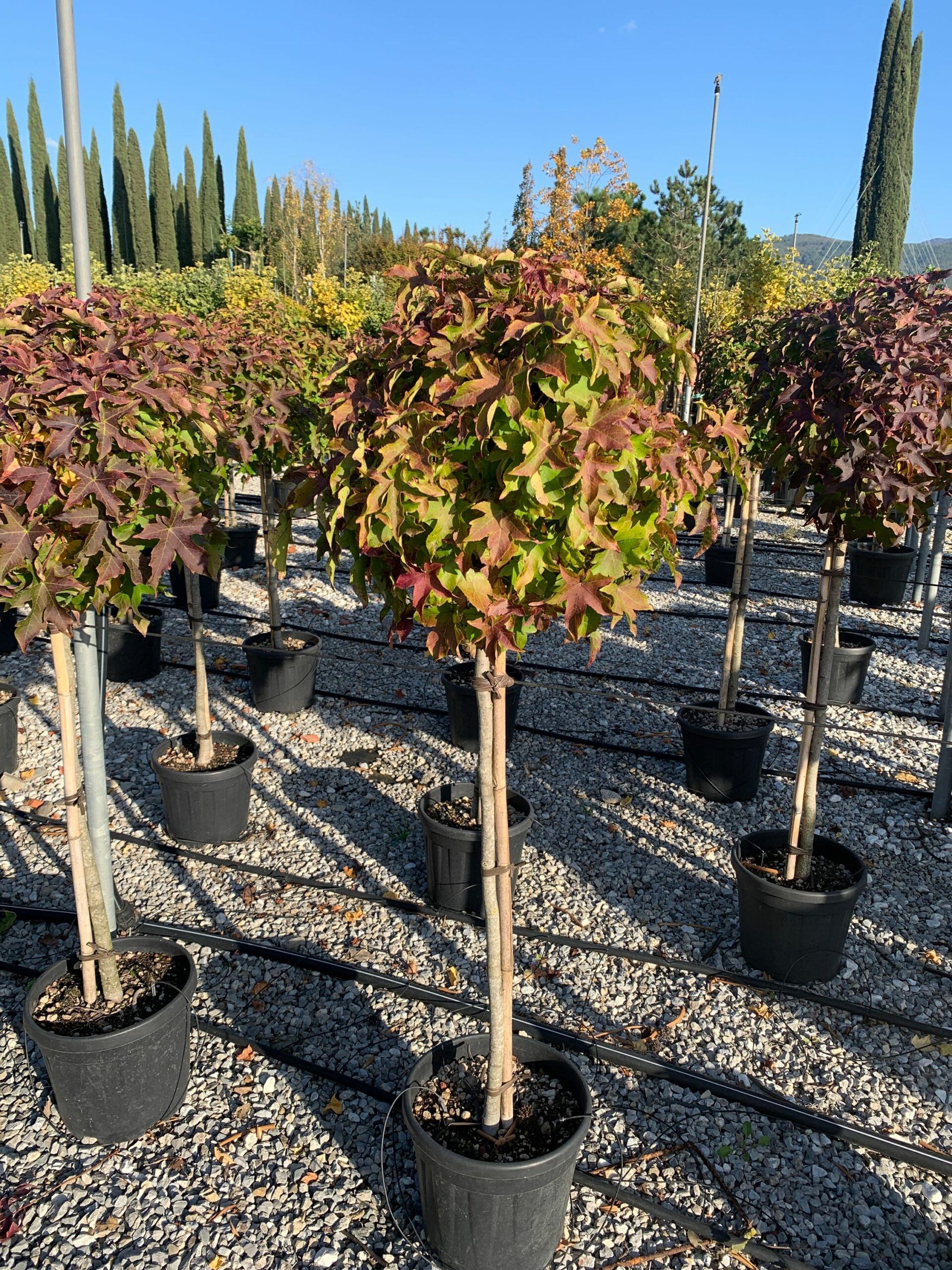 1635320563 scaled f681c1cf