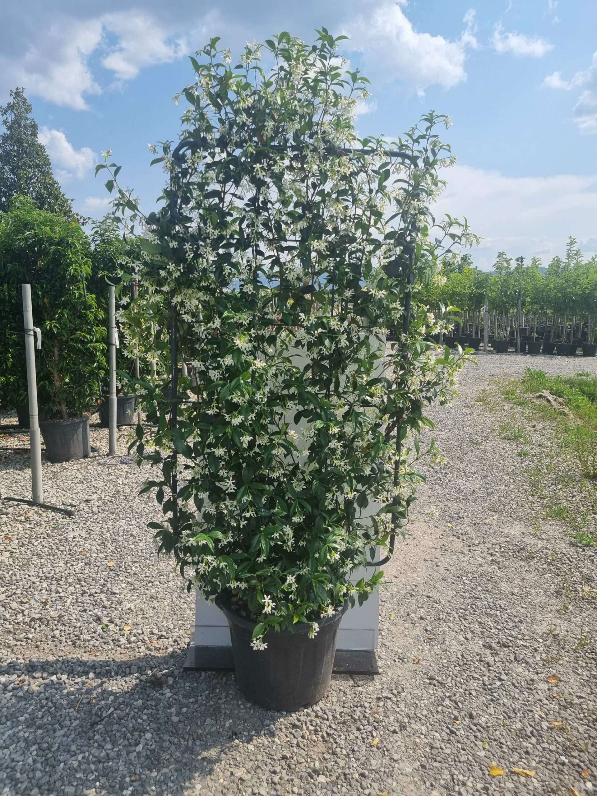 1685542473 scaled f7ecffb8