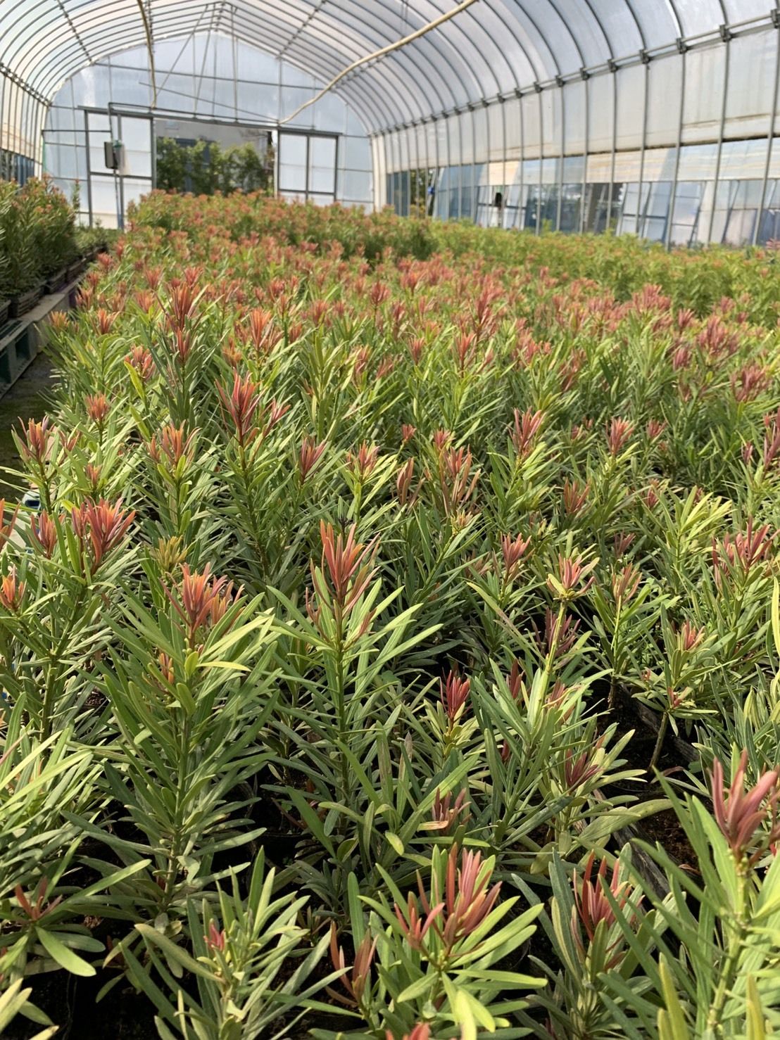 Podocarpus Mood Ring 4 f754465d