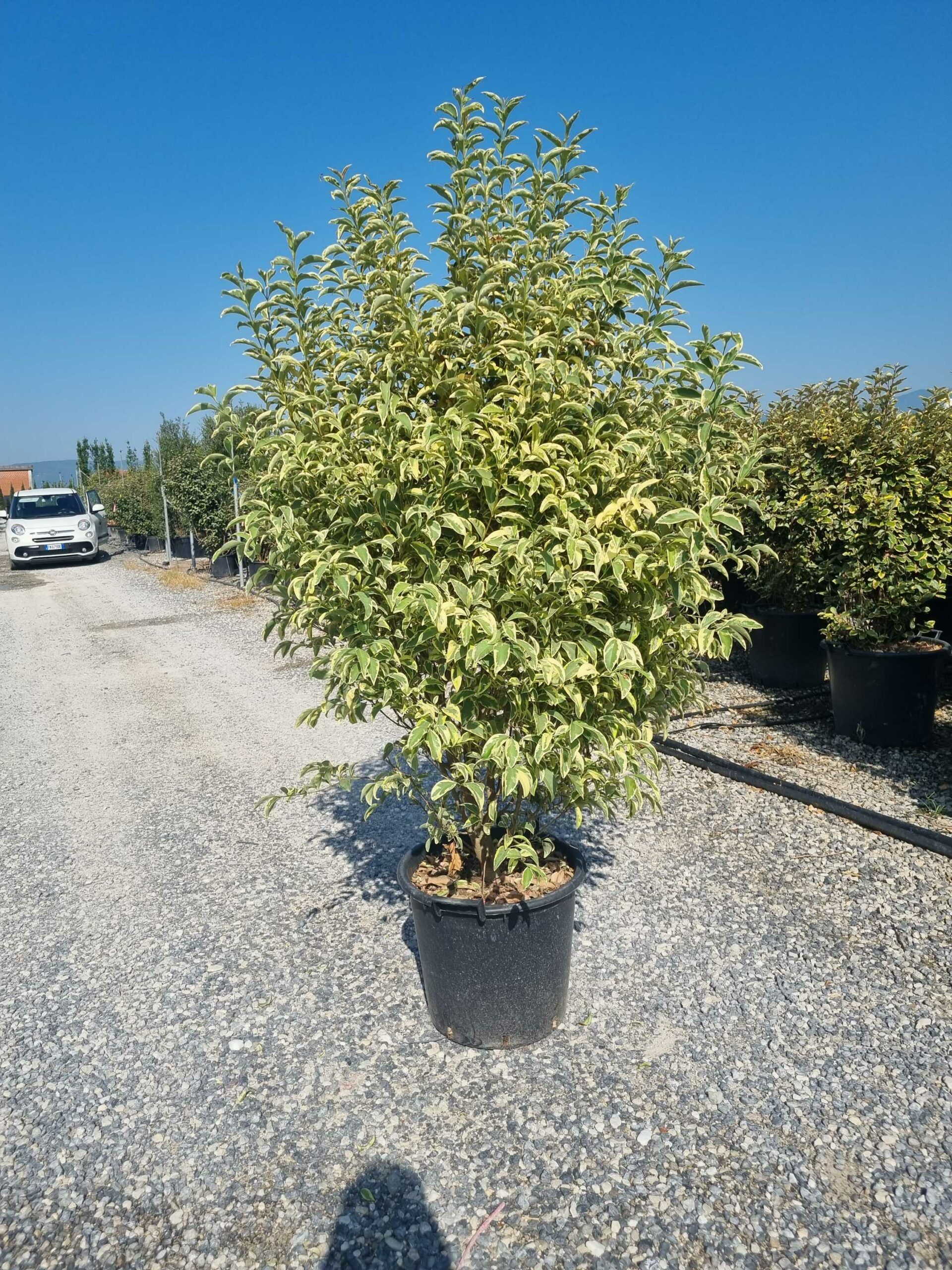 1692951221 scaled f81bef8f