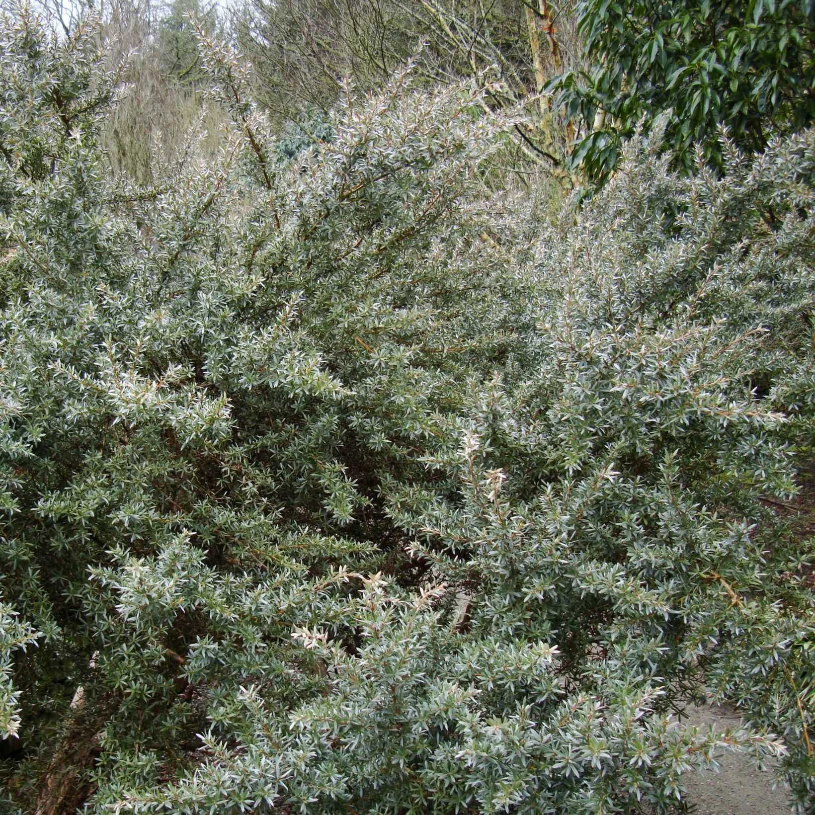 Leptospermum Silver Sheen 83360 1 f8af2ab3