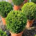 1616597695 foto 5 pagina 5 Buxus microphylla Faulkner Clt 18 Boule 040 045 24 50 f9cbf673