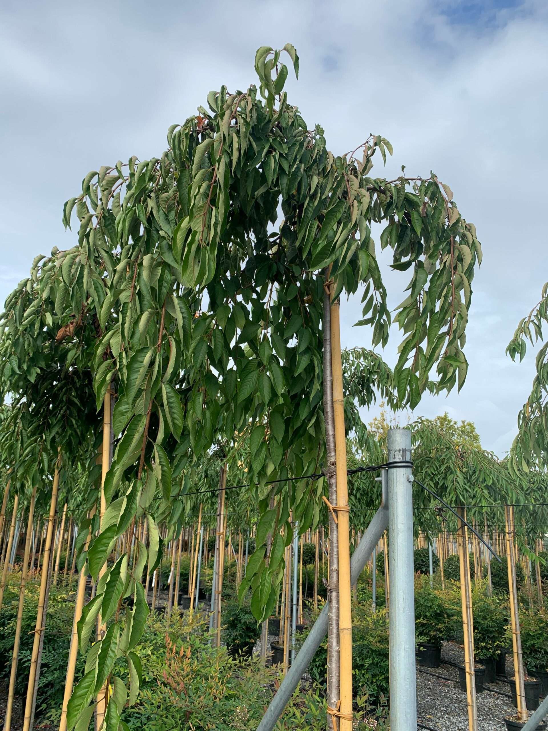 1633425932 scaled f9506c35