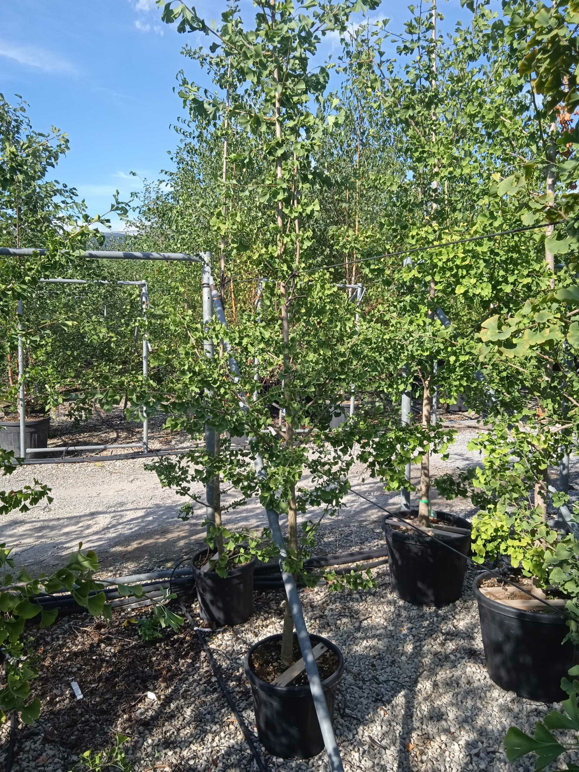 1662043679 scaled f918a939