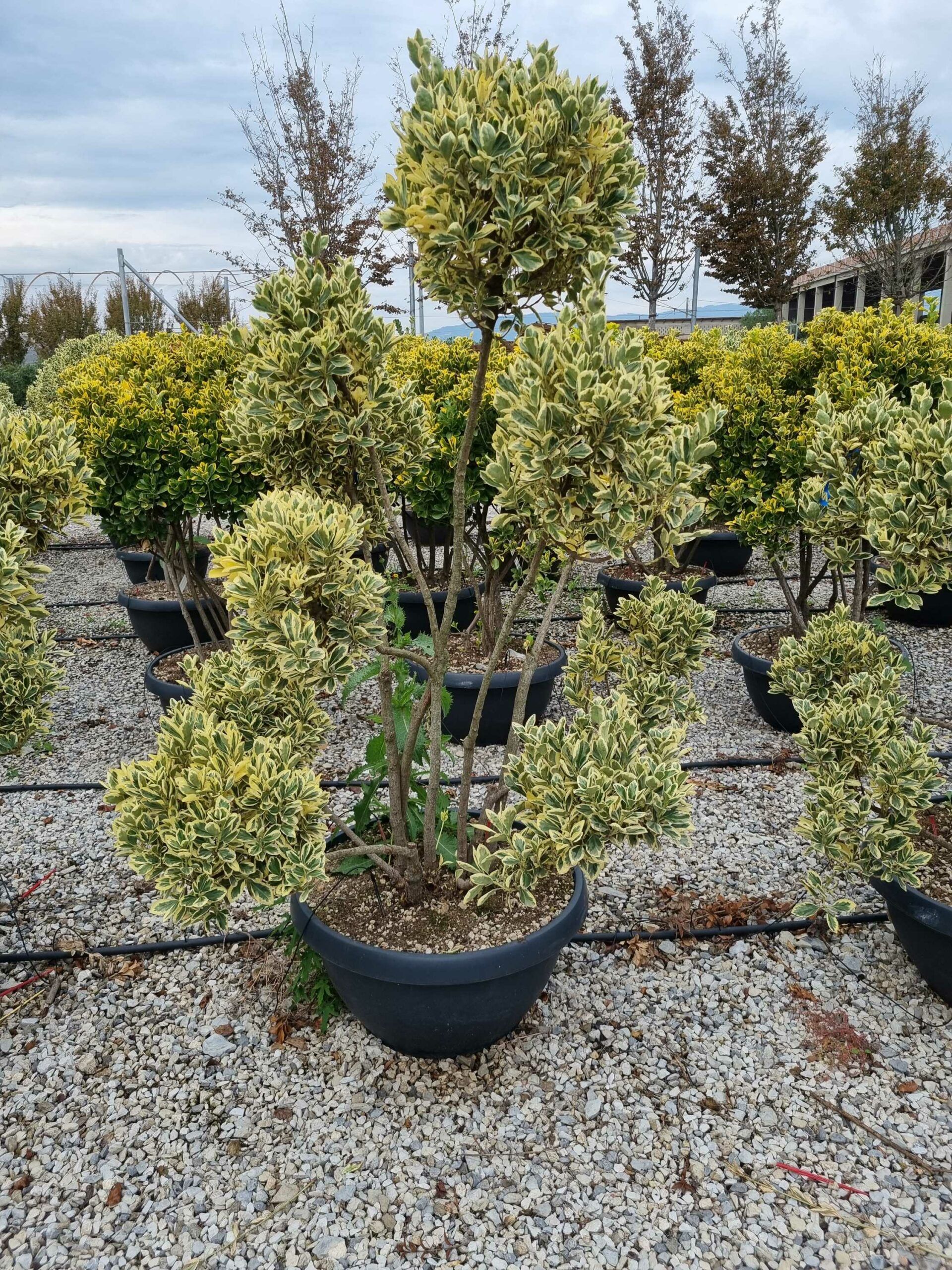 1665395349 scaled f9e9d9e5