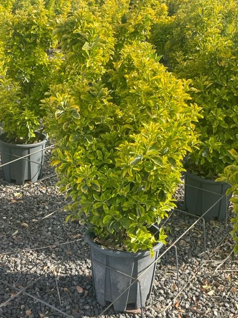 1682667707 Euonymus E Aureus clt18 060 080 f9cfcf76