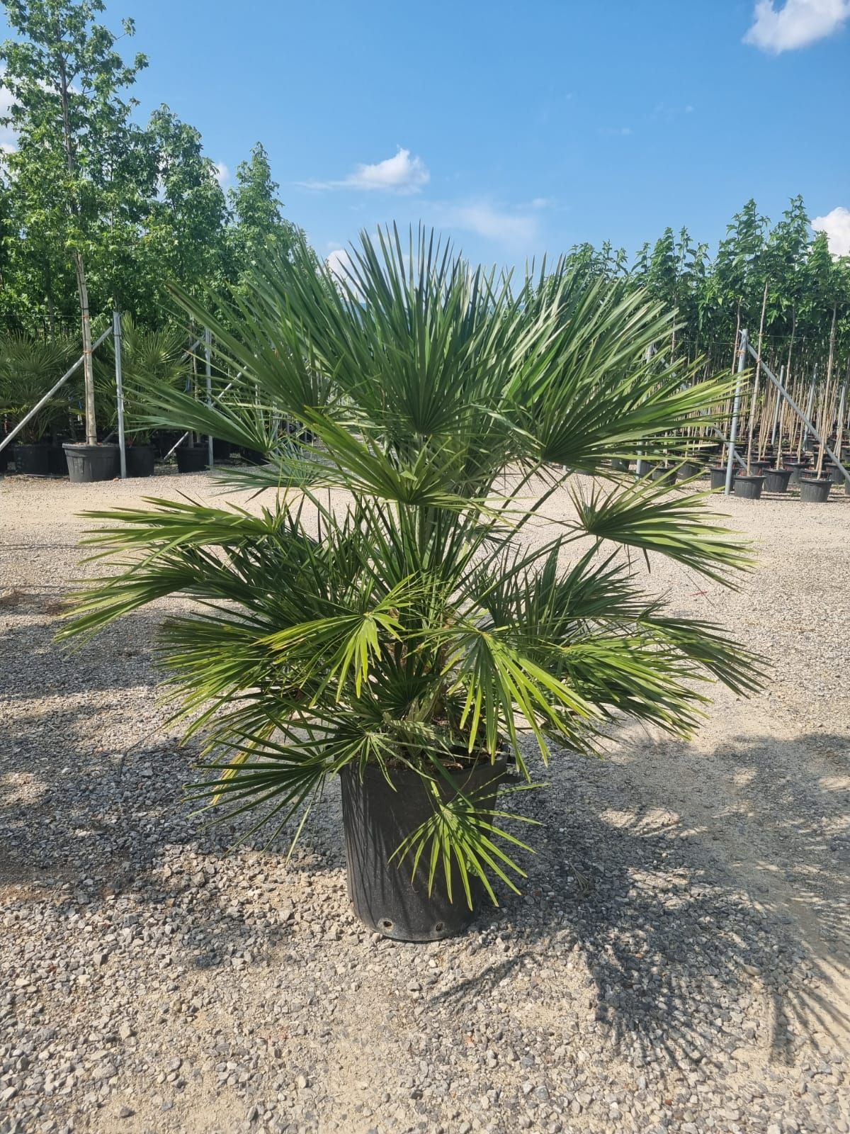 1685622885 Immagine WhatsApp 2023 06 01 ore 14.33.19 f97b821b