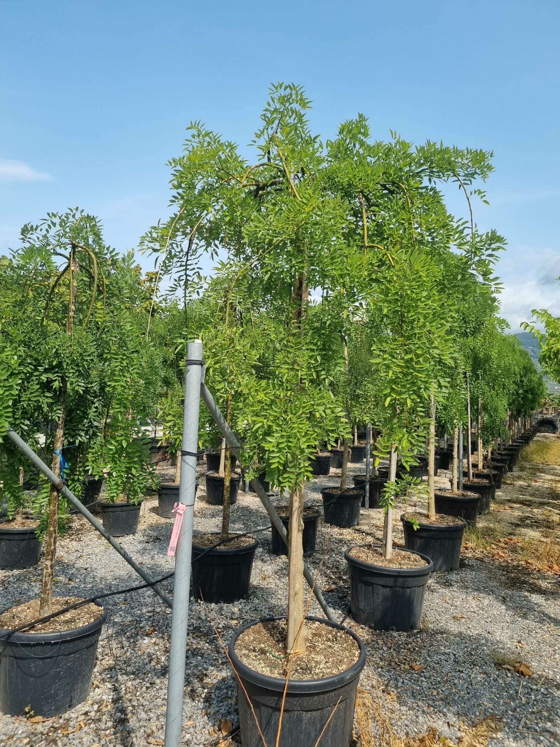 1693474609 scaled f994e6ec