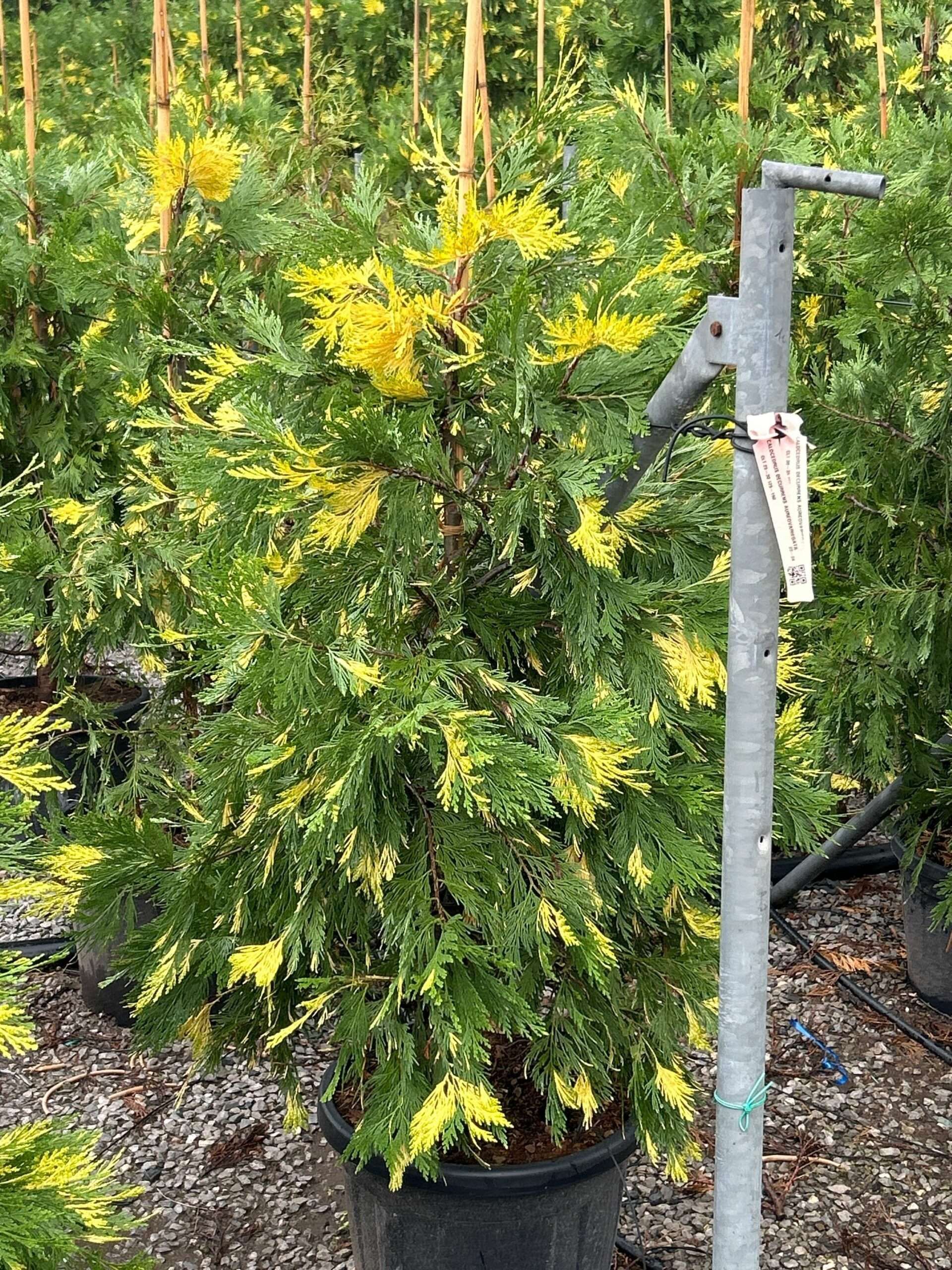 1698158515 scaled f995c612