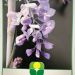 1645806496 4bis Wisteria brachybotrys Iko Yama Fuji Vqlt 18 090x050 Pleached 36 00 fa23aa75